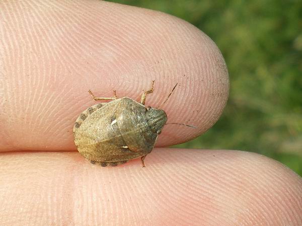 Scutelleridae: Eurygaster maura